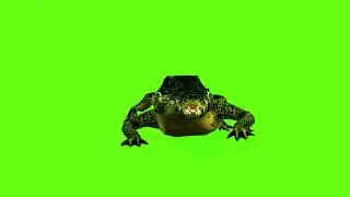 Green Screen Crocodile Animation Crocodile Screen Video