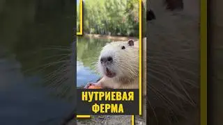 Нутриевая ферма в Тульской области #милота #животные #нутрии #бобёр