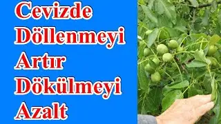 Chandler Cevizde Döllenmeyi Artırmak - Dökülmeyi Azaltmak - Ceviz Ağacında Gübreleme Proğramı