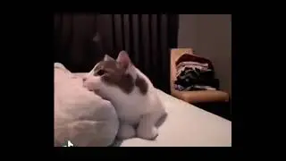 squishy cat gets squished
