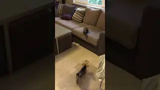 Ferret and Yorkie are enjoying a high energy game of tag!