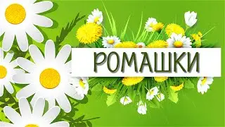 Ромашки Футажи и переходы для Proshow Producer