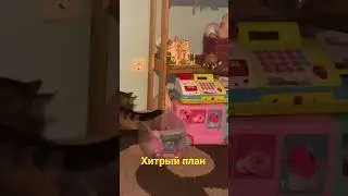 Хитрый кот, пытается поиграть с детским шариком, но для начала его надо достать