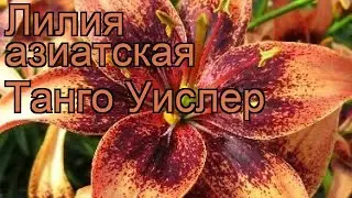 Лилия азиатская (lilium asiatic whistler) 🌿 азиатская лилия обзор: как сажать, луковицы лилии