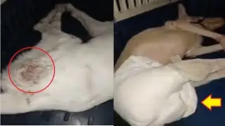 Rescue Poor Dog who was paralyzation of his right leg from badly adopters