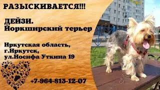 Пропала собака! ДЕЙЗИ. Йоркширский терьер. Иркутская обл,г.Иркутск