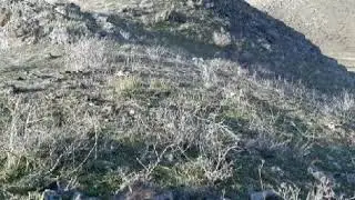 Кабк шикор Keklik.