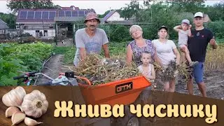 🇺🇦Домашня технологія ЧАСНИКУ🧄 Урожай2024! На городі все печеться!