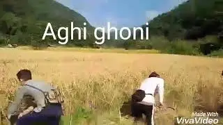 (harvesting Rice)