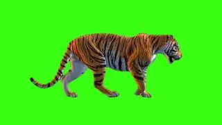 tiger walk green screen | tiger animation | 4k