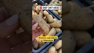 Купить картофель сорт Гранада Хитрук Елена #картошка#урожай2024#хитрукелена