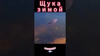 Щука зимой