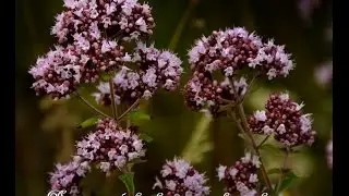 Душица обыкновенная, необыкновенное растение! Лекарственные свойства