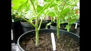 PODA DEL TOMATE 
