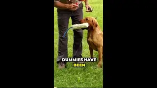 Must Have Tool To Train Your Duck Dog