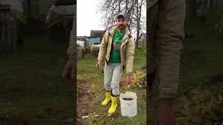 Собрал 300 л малины! Хотите так же?