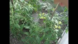 Красим баню/ Лечу деревья/ Полольник или петля/ Укроп/ Обзор дел