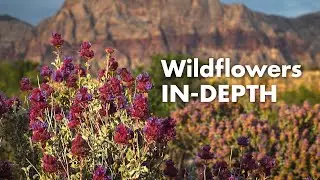 Red Rock Canyon Wildflowers In Depth ~ 4K