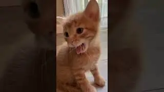 Сонный рыжий котенок / sleepy red kitten