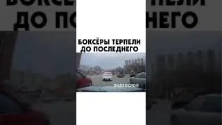 Боксеры терпели до последнего