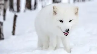 ПЕСЕЦ САМЫЙ ХИТРЫЙ ХИЩНИК/ ИНТЕРЕСНЫЕ ФАКТЫ О ПЕСЦЕ