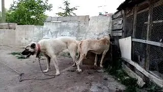 Efsanelerin çiftleşmesi gerçekleşmiştir. Hayırlı ugurlu olsun