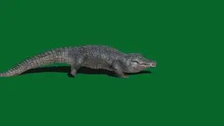 Crocodile || Green Screen Videos