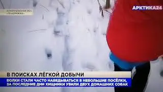 Волки разорвали собаку Архангельская область