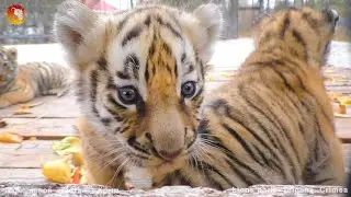 Тигрица Василиса и ее тигрята. Тигры Тайгана. Tigress Vasilisa and her cubs. Taigan.