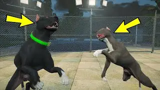 YAVRU PİTBULL ABİSİ SİYAH PİTBULL TYSON'LA DÖVÜŞÜYOR! - GTA 5