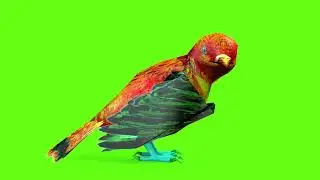 Free Green Screen Pigeon Animation | Pigeon Green Screen Videos