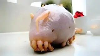 Sea Pig 🐷 Alien-Like Deep-Sea Creature!