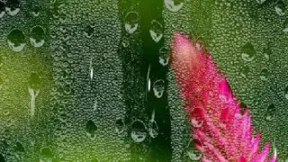 Rain Effect Green Screen | Rain Drops Fall | Rain Green Screen Effects | Free stock Footage 2019