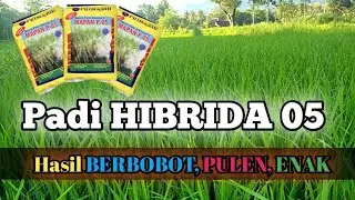 Padi Hibrida Mapan 05 | Perawatan Padi Di Usia 1 Bulan | Pembersihan Gulma | @kendeltani