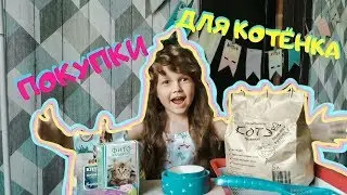 Kitten shopping | Polly pet's Review