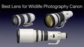 Best Lens for Wildlife Photography Canon