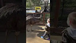 Emus in ballarat wildlife park #trending #wildlife #shorts #ytshorts