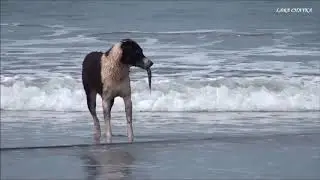 Приколы с животными.  Смешные собаки. Собаки на рыбалке. Dogs on fishing (Mandrem, Goa)