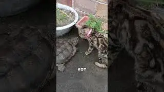 Физики в шоке от кошачьей реакции 😱🔬🐱