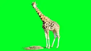 Green screen Giraffe, Animal green screen-How to use Chroma key