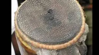 Facts On The Djembe