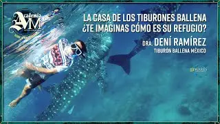 ¿En dónde viven los tiburones ballena? Conoce su refugio en Bahía de La Paz