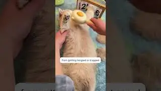 No more hairy struggle with your cat!