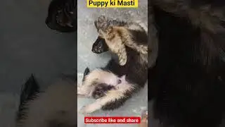 German shepherd dog 🐕#shorts #shortvideo #trending #ytshorts #doglover #dog #shortsfeed