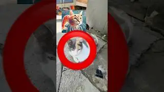 ИТАЛЬЯНСКИЕ МЕМЫ ВЕЗДЕ😱КВИНКА В ШОКЕ😳 