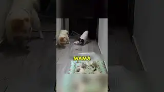 Папа вам не мама 