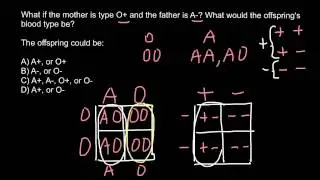 ABO blood groups and Rh factor problem and solution 2