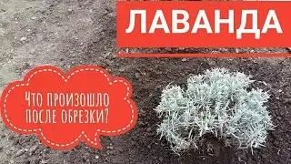 ЛАВАНДА  Что произошло после первой обрезки