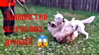 Продолжение... Встреча волка и волкособа!  