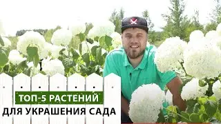 5 лучших растений для украшения дачи